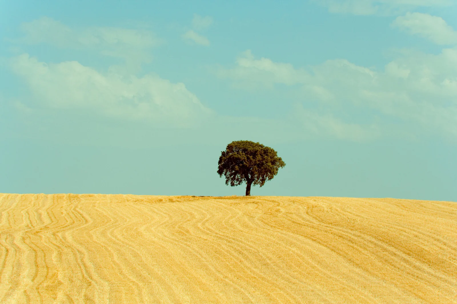 from_flickr_468.jpg